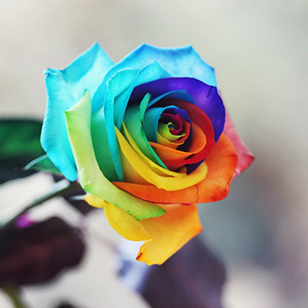 Rainbow Rose - Flowers on 50th